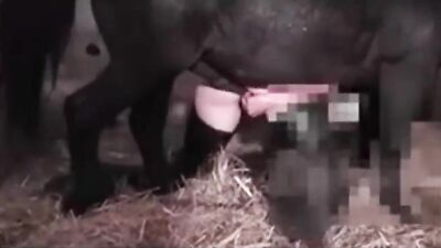 Zoo sex porn: real dogging porn