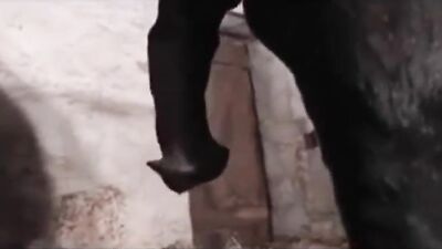 Zoo sex porn: real dogging porn