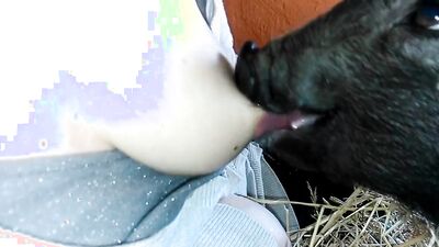Animal porno: sonya zoo sex