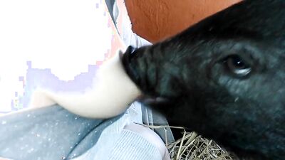 Animal porno: sonya zoo sex