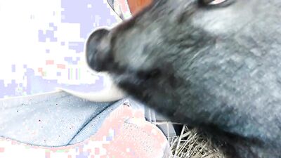 Animal porno: sonya zoo sex