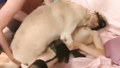 Dog girl anal: zoo porn film
