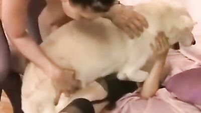 Dog girl anal: zoo porn film