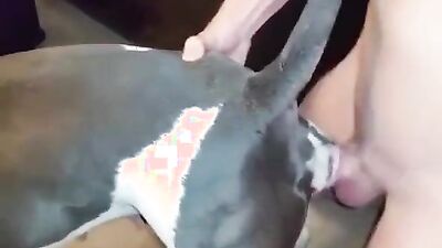Animal porno: horse sex dog porno video