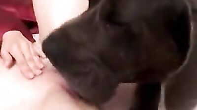 Girls 5 dogs: dog game girl