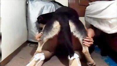 2 dogs 1 girl: animals real sex