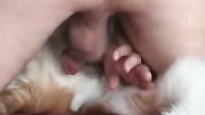 Bestiality manga: animal porn pig women