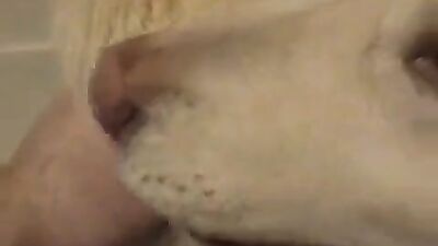 Zoo porn: porno cartoon bestiality