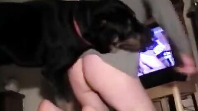 Dog sex porno: zoo porn hd