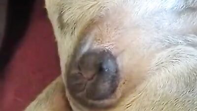 Zoo porn compilation: girl try fuck dog