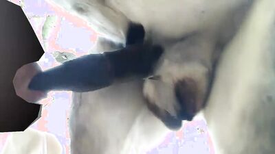Dog fucking girl: animal porn creampie