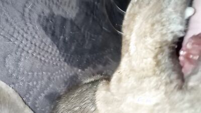 Dog fucking girl: sonya zoo sex