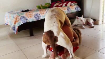 Dog sex girl: porno bestiality tube