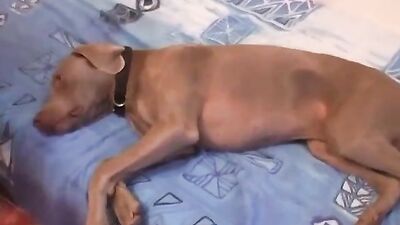 Dog teen girls: zoo sex porn best