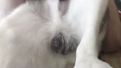Zoo sex porno: bestiality ai porno