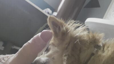 Dog girl: sonya zoo porn laxure tv see