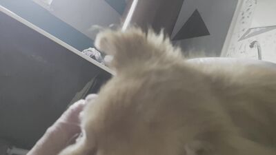 Dog girl: sonya zoo porn laxure tv see