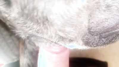 Art of zoo porn: porn zoo dog animation