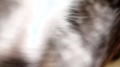 Art of zoo porn: porn zoo dog animation