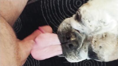 Art of zoo: animal watching long film porno