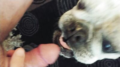Art of zoo: animal watching long film porno