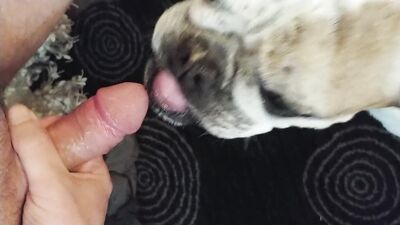 Art of zoo: animal watching long film porno