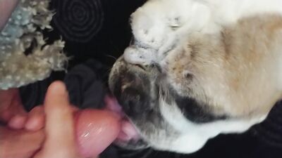 Art of zoo: animal watching long film porno