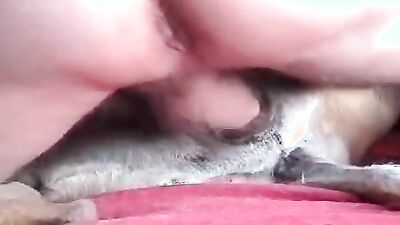 Dog sex porn: porn zoo 2029