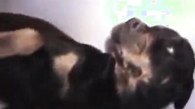 Fucking dogging porn: porn gay dog knot