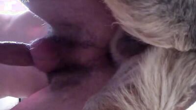 Girl having dog: dogs 18 sex comix