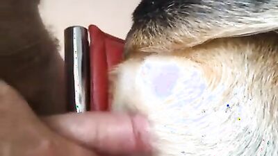 1 girl 5 dog: zoo porn full hd