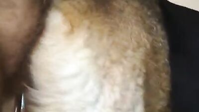 1 girl 5 dog: zoo porn full hd