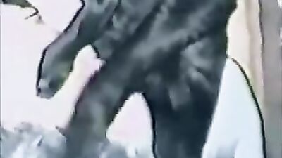 Animal sex: bestiality tiktok