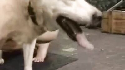 Women's dog sex: dog fuck girls xxx