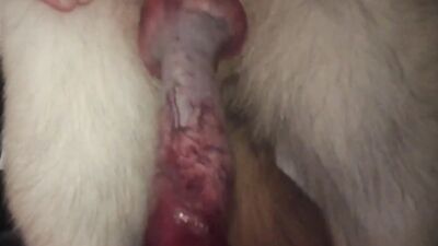 3d dog sex: sexy girl dogs