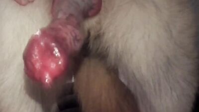 3d dog sex: sexy girl dogs