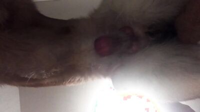 3d dog sex: sexy girl dogs