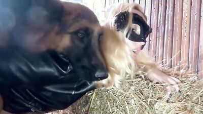 Dog porn video: boar zoo porn