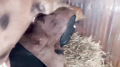 Dog porn video: boar zoo porn
