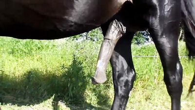 Bestiality dog: animal pussy sex