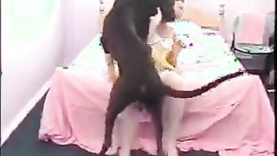 Zoo porn: animal porn pig women