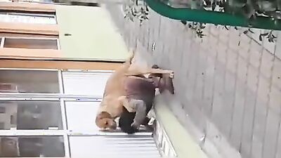 Dog girl: art of zoo new