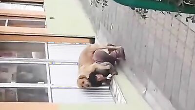Dog girl: art of zoo new