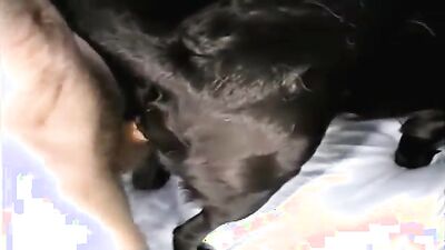 Dog fuck porn: zoo porn downloads