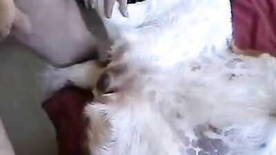 Animal sex: mimi dog girl porno