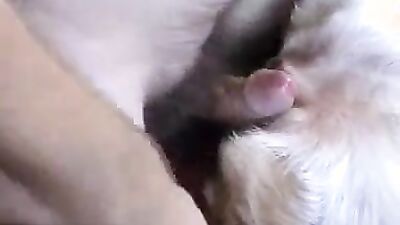 Animal sex: mimi dog girl porno