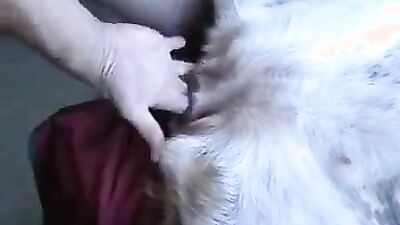 Animal sex: mimi dog girl porno