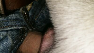 3d bestiality: zoo sex bbw