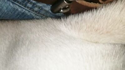 3d bestiality: zoo sex bbw