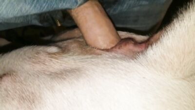 3d bestiality: zoo sex bbw